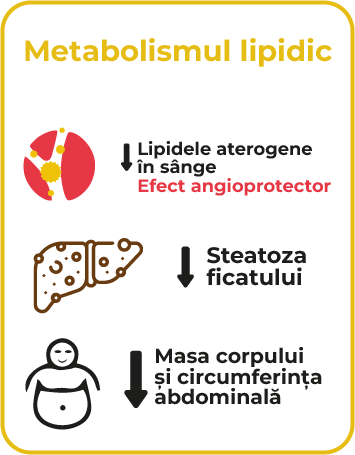 3.2 Metabolism lipidic